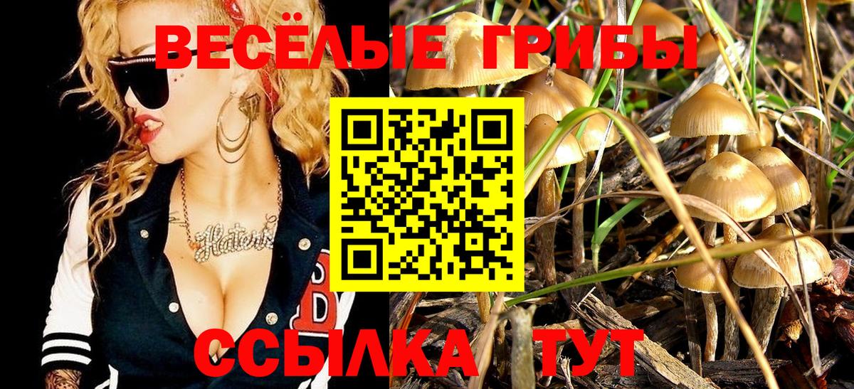 даркнет сайт  Псилоцибиновые грибы GOLDEN TEACHER  Вход с VPN  Камышлов 